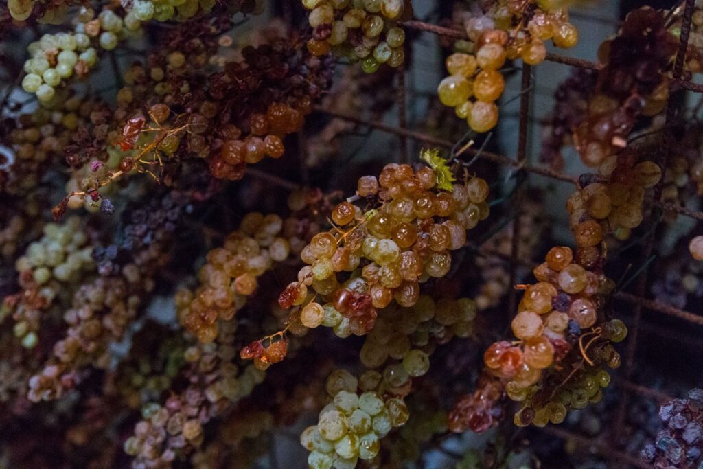 Uve appassite su graticci per la produzione dello Sciacchetrà, vino passito delle Cinque Terre